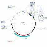 Expression Image
